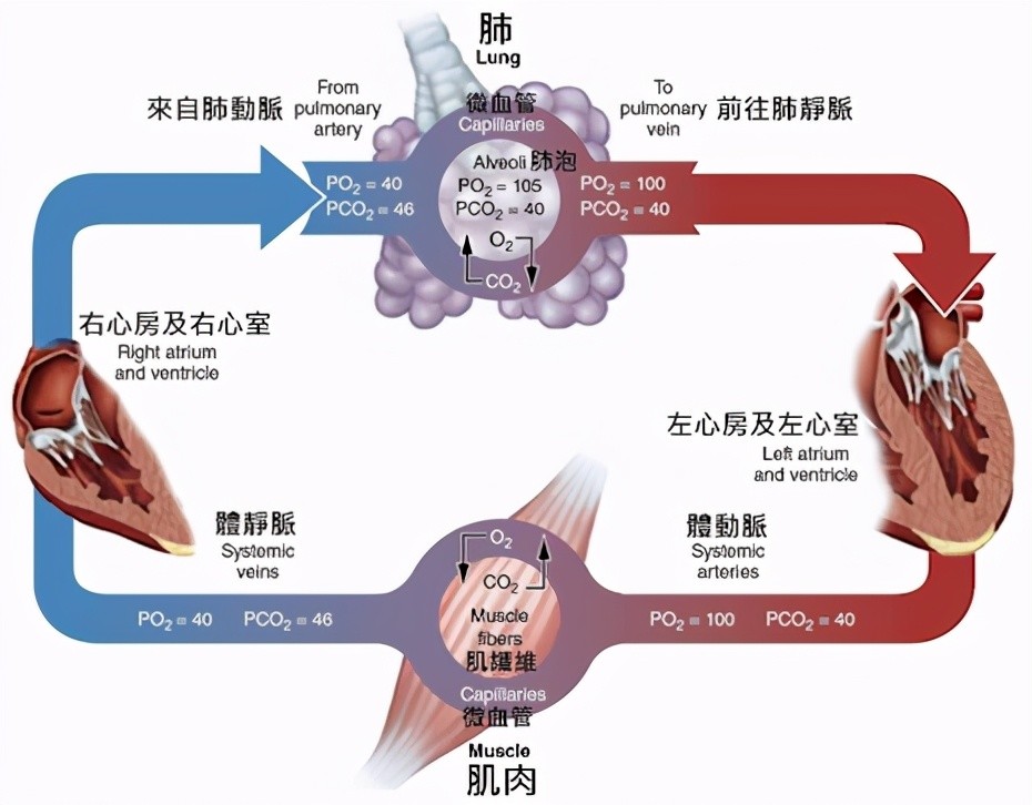 心三聯(lián)與呼三聯(lián)最新版，探索心臟與呼吸領(lǐng)域的創(chuàng)新技術(shù)